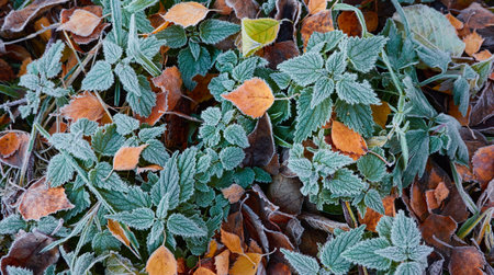 Green leaves covered with a crystal clear frost, ice, first snow. Autumn, early winter. Soft sunlight. Climate change, nature, environment, cold weatherの写真素材