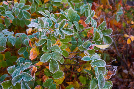 Green leaves covered with a crystal clear frost, ice, first snow. Autumn, early winter. Soft sunlight. Climate change, nature, environment, cold weatherの写真素材