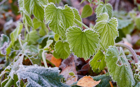 Green leaves covered with a crystal clear frost, ice, first snow. Autumn, early winter. Soft...
