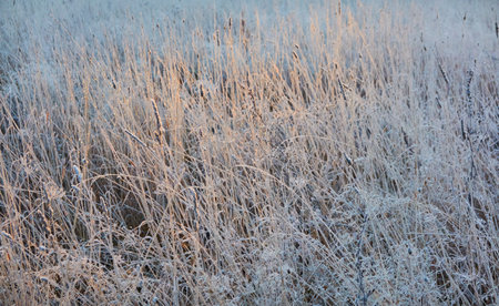 Dry plants and grass covered with a frost and first snow, close-up. Forest meadow. Morning fog. Autumn, early winter. Seasons, climate change, cold weather, ecology, botany. Natural texturesの写真素材