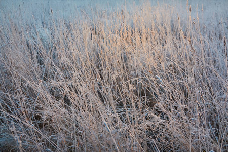 Dry plants and grass covered with a frost and first snow, close-up. Forest meadow. Morning fog. Autumn, early winter. Seasons, climate change, cold weather, ecology, botany. Natural texturesの写真素材