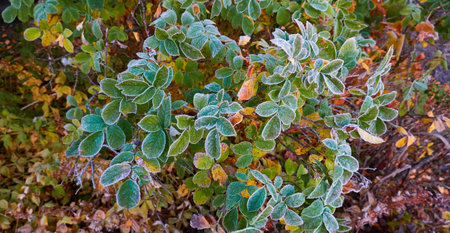 Green leaves covered with a crystal clear frost, ice, first snow. Autumn, early winter. Soft sunlight. Climate change, nature, environment, cold weatherの写真素材