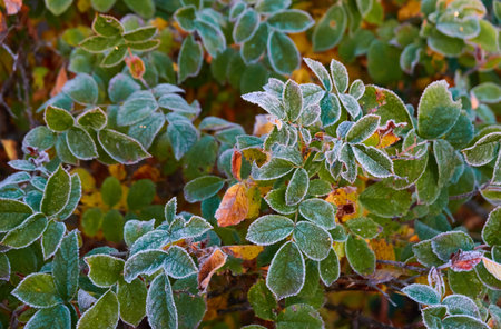Green leaves covered with a crystal clear frost, ice, first snow. Autumn, early winter. Soft sunlight. Climate change, nature, environment, cold weatherの写真素材