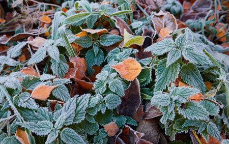 Green leaves covered with a crystal clear frost, ice, first snow. Autumn, early winter. Soft sunlight. Climate change, nature, environment, cold weatherの写真素材