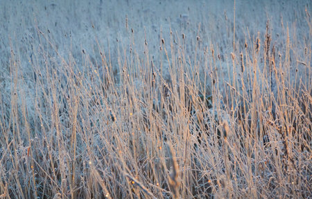Dry plants and grass covered with a frost and first snow, close-up. Forest meadow. Morning fog. Autumn, early winter. Seasons, climate change, cold weather, ecology, botany. Natural texturesの写真素材