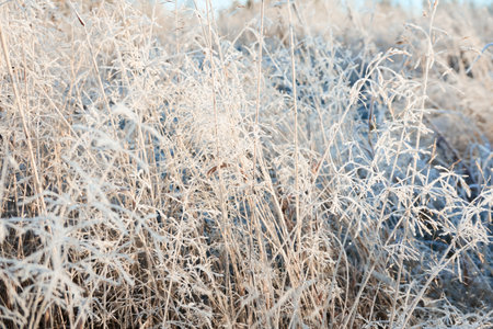 Plants and grass covered with a frost and first snow, close-up. Forest meadow. Morning fog. Autumn, early winter. Seasons, climate change, cold weather, ecology, botany. Natural background, texturesの写真素材