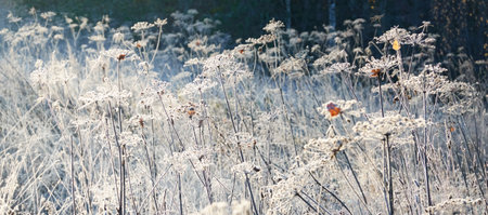 Plants and grass covered with a frost and first snow, close-up. Forest meadow. Morning fog. Autumn, early winter. Seasons, climate change, cold weather, ecology, botany. Natural background, texturesの写真素材