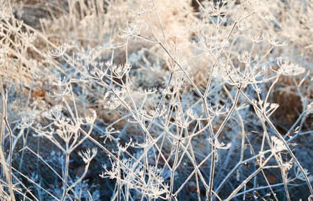 Plants and grass covered with a frost and first snow, close-up. Forest meadow. Morning fog. Autumn, early winter. Seasons, climate change, cold weather, ecology, botany. Natural background, texturesの写真素材