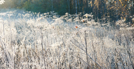 Plants and grass covered with a frost and first snow, close-up. Forest meadow. Morning fog. Autumn, early winter. Seasons, climate change, cold weather, ecology, botany. Natural background, texturesの写真素材