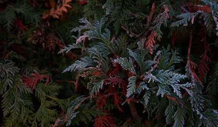 Northern white-cedar branch (Thuja occidentalis) covered with a frost. Decorative evergreen coniferous tree. Autumn, early winter, Cold weather, first snow. Dark atmospheric plant background, close-upの写真素材