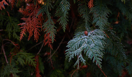 Northern white-cedar branch (Thuja occidentalis) covered with a frost. Decorative evergreen coniferous tree. Autumn, early winter, Cold weather, first snow. Dark atmospheric plant background, close-upの写真素材