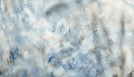 Plants and grass covered with a frost and first snow, close-up. Forest meadow. Morning fog. Autumn, early winter. Seasons, climate change, cold weather, ecology, botany. Natural background, texturesの写真素材