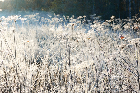 Plants and grass covered with a frost and first snow, close-up. Forest meadow. Morning fog. Autumn, early winter. Seasons, climate change, cold weather, ecology, botany. Natural background, texturesの写真素材
