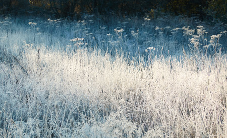 Plants and grass covered with a frost and first snow, close-up. Forest meadow. Morning fog. Autumn, early winter. Seasons, climate change, cold weather, ecology, botany. Natural background, texturesの写真素材