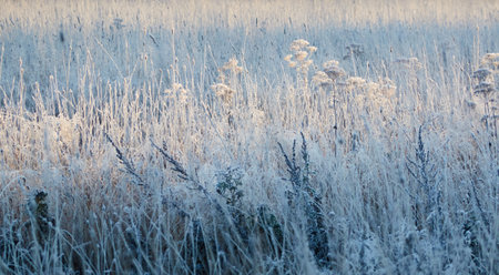 Plants and grass covered with a frost and first snow, close-up. Forest meadow. Morning fog. Autumn, early winter. Seasons, climate change, cold weather, ecology, botany. Natural background, texturesの写真素材