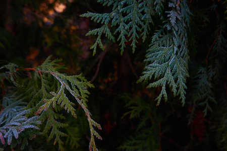 Northern white-cedar branch (Thuja occidentalis) covered with a frost. Decorative evergreen coniferous tree. Autumn, early winter, Cold weather, first snow. Dark atmospheric plant background, close-upの写真素材