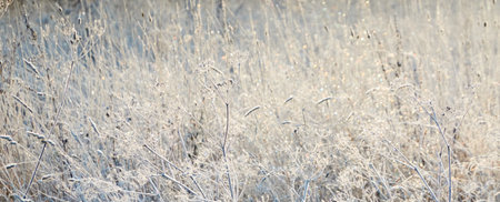 Plants and grass covered with a frost and first snow, close-up. Forest meadow. Morning fog. Autumn, early winter. Seasons, climate change, cold weather, ecology, botany. Natural background, texturesの写真素材