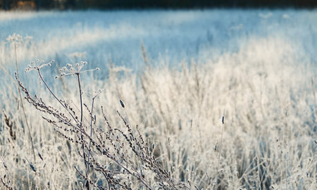 Plants and grass covered with a frost and first snow, close-up. Forest meadow. Morning fog. Autumn, early winter. Seasons, climate change, cold weather, ecology, botany. Natural background, texturesの写真素材