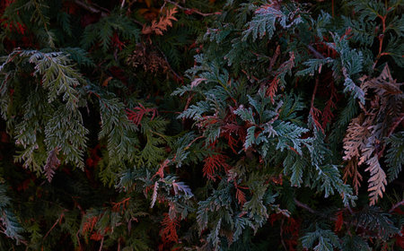 Northern white-cedar branch (Thuja occidentalis) covered with a frost. Decorative evergreen coniferous tree. Autumn, early winter, Cold weather, first snow. Dark atmospheric plant background, close-upの写真素材