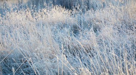 Plants and grass covered with a frost and first snow, close-up. Forest meadow. Morning fog. Autumn, early winter. Seasons, climate change, cold weather, ecology, botany. Natural background, texturesの写真素材