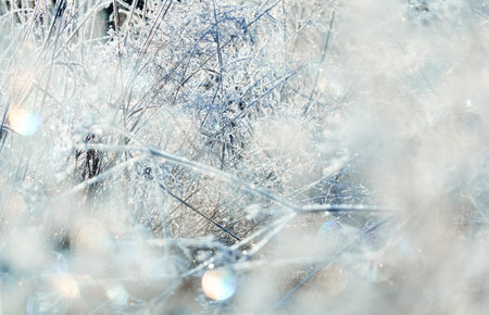 Plants and grass covered with a frost and first snow, close-up. Forest meadow. Morning fog. Autumn, early winter. Seasons, climate change, cold weather, ecology, botany. Natural background, texturesの写真素材
