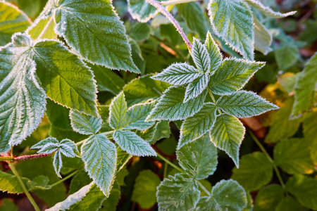 Green leaves covered with a crystal clear frost, ice, first snow. Autumn, early winter. Soft sunlight. Climate change, nature, environment, cold weatherの写真素材