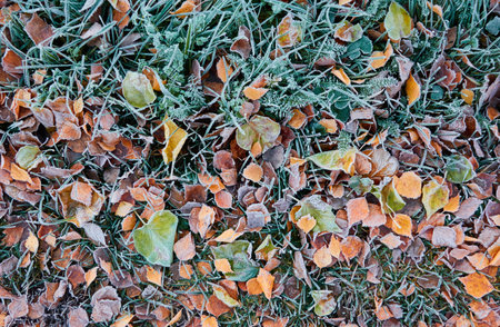 Forest floor of dry golden leaves and green grass. Crystal clear frost, ice, first snow. Autumn, early winter. Texture, background. Soft sunlight. Climate change, nature, environmentの写真素材