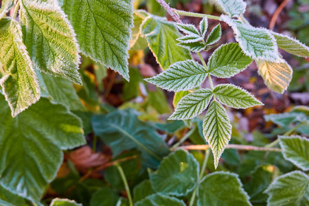 Green leaves covered with a crystal clear frost, ice, first snow. Autumn, early winter. Soft sunlight. Climate change, nature, environment, cold weatherの写真素材