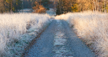 Pathway (rural road) through the forest meadow covered with a frost and first snow. Morning fog, soft sunlight. Autumn, early winter. Hiking trail, eco tourism, remote places themesの写真素材