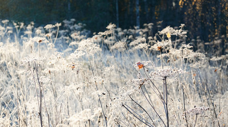 Plants and grass covered with a frost and first snow, close-up. Forest meadow. Morning fog. Autumn, early winter. Seasons, climate change, cold weather, ecology, botany. Natural background, texturesの写真素材