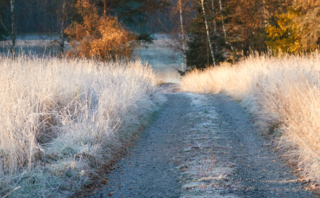 Pathway (rural road) through the forest meadow covered with a frost and first snow. Morning fog, soft sunlight. Autumn, early winter. Hiking trail, eco tourism, remote places themesの写真素材