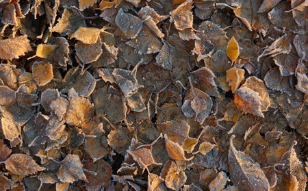 Forest floor of dry golden leaves and green grass.の写真素材