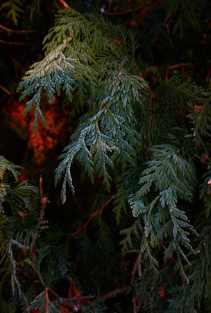 Northern white-cedar branch (Thuja occidentalis) covered with a frost. Decorative evergreen coniferous tree. Autumn, early winter, Cold weather, first snow. Dark atmospheric plant background, close-upの写真素材