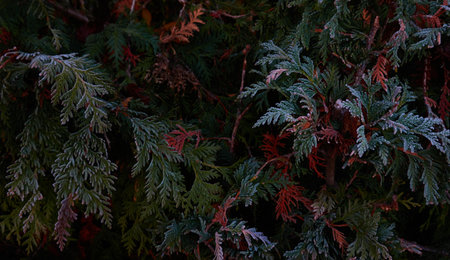 Northern white-cedar branch (Thuja occidentalis) covered with a frost. Decorative evergreen coniferous tree. Autumn, early winter, Cold weather, first snow. Dark atmospheric plant background, close-upの写真素材