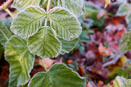 Green leaves covered with a crystal clear frost, ice, first snow. Autumn, early winter. Soft sunlight. Climate change, nature, environment, cold weatherの写真素材
