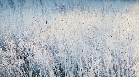 Plants and grass covered with a frost and first snow, close-up. Forest meadow. Morning fog. Autumn, early winter. Seasons, climate change, cold weather, ecology, botany. Natural background, texturesの写真素材