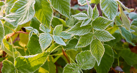 Green leaves covered with a crystal clear frost, ice, first snow. Autumn, early winter. Soft sunlight. Climate change, nature, environment, cold weatherの写真素材