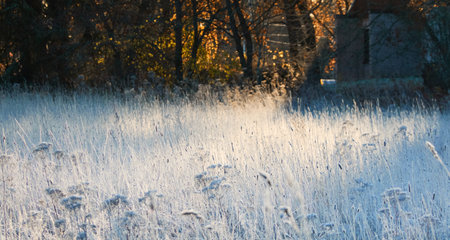 Plants and grass covered with a frost and first snow, close-up. Forest meadow. Morning fog. Autumn, early winter. Seasons, climate change, cold weather, ecology, botany. Natural background, texturesの写真素材