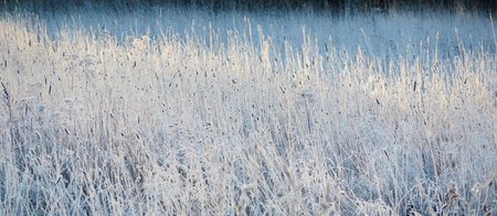 Plants and grass covered with a frost and first snow, close-up. Forest meadow. Morning fog. Autumn, early winter. Seasons, climate change, cold weather, ecology, botany. Natural background, texturesの写真素材