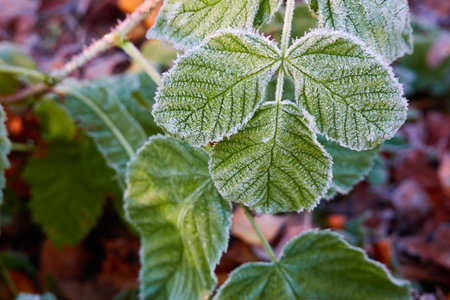 Green leaves covered with a crystal clear frost, ice, first snow. Autumn, early winter. Soft sunlight. Climate change, nature, environment, cold weatherの写真素材