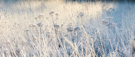 Plants and grass covered with a frost and first snow, close-up. Forest meadow. Morning fog. Autumn, early winter. Seasons, climate change, cold weather, ecology, botany. Natural background, texturesの写真素材