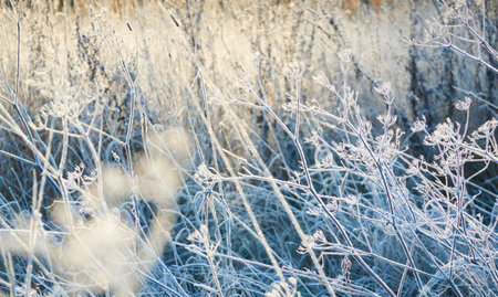 Plants and grass covered with a frost and first snow, close-up. Forest meadow. Morning fog. Autumn, early winter. Seasons, climate change, cold weather, ecology, botany. Natural background, texturesの写真素材