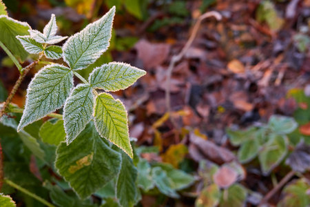 Green leaves covered with a crystal clear frost, ice, first snow. Autumn, early winter. Soft sunlight. Climate change, nature, environment, cold weatherの写真素材