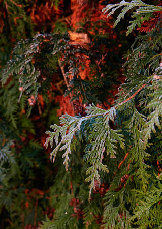 Northern white-cedar branch (Thuja occidentalis) covered with a frost. Decorative evergreen coniferous tree. Autumn, early winter, Cold weather, first snow. Dark atmospheric plant background, close-upの写真素材