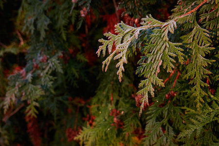 Northern white-cedar branch (Thuja occidentalis) covered with a frost. Decorative evergreen coniferous tree. Autumn, early winter, Cold weather, first snow. Dark atmospheric plant background, close-upの写真素材