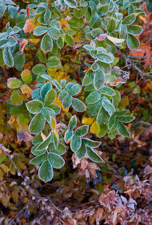 Green leaves covered with a crystal clear frost, ice, first snow. Autumn, early winter. Soft sunlight. Climate change, nature, environment, cold weatherの写真素材