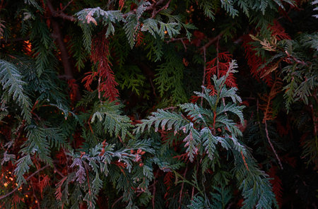 Northern white-cedar branch (Thuja occidentalis) covered with a frost. Decorative evergreen coniferous tree. Autumn, early winter, Cold weather, first snow. Dark atmospheric plant background, close-upの写真素材