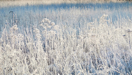 Plants and grass covered with a frost and first snow, close-up. Forest meadow. Morning fog. Autumn, early winter. Seasons, climate change, cold weather, ecology, botany. Natural background, texturesの写真素材