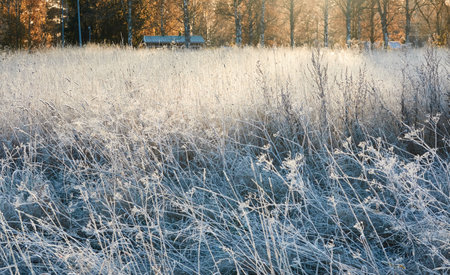 Plants and grass covered with a frost and first snow, close-up. Forest meadow. Morning fog. Autumn, early winter. Seasons, climate change, cold weather, ecology, botany. Natural background, texturesの写真素材