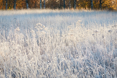 Plants and grass covered with a frost and first snow, close-up. Forest meadow. Morning fog. Autumn, early winter. Seasons, climate change, cold weather, ecology, botany. Natural background, texturesの写真素材